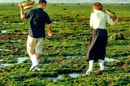 Bãi rong biển Phan Rang hút khách du lịch