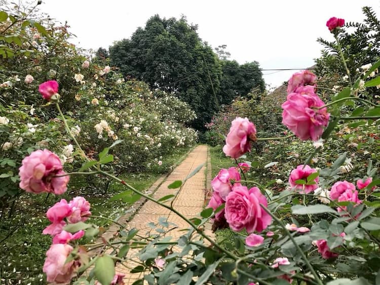 Vườn hoa hồng vài chục hecta của chị Hằng