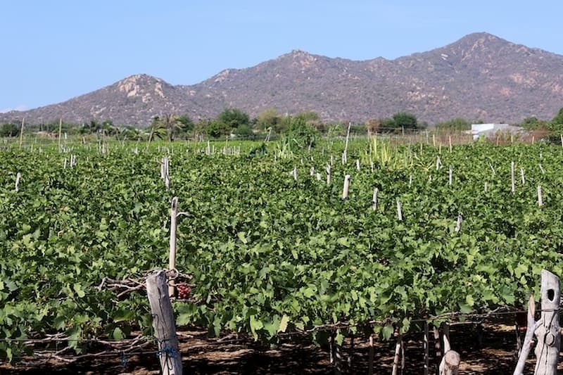 Vườn nho Thái An