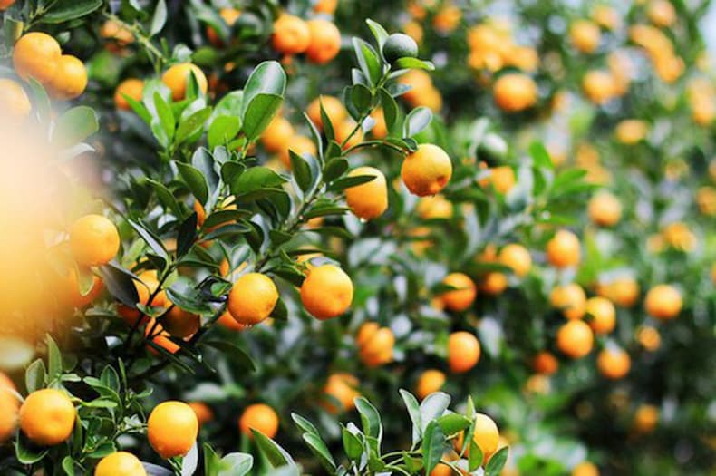 Việt Quất cây cảnh tài lộc ngày tết