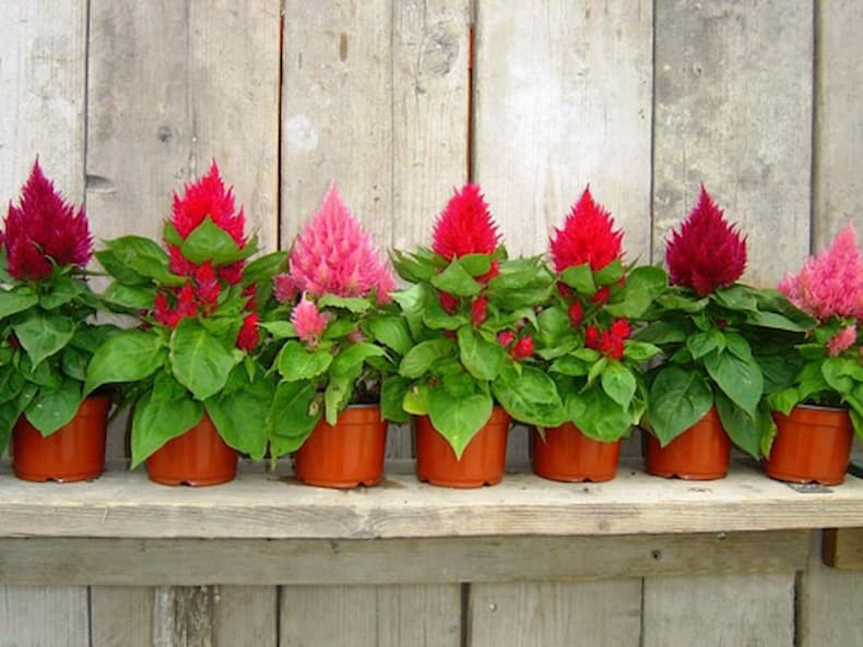 Hoa Mào Gà trang trí tết