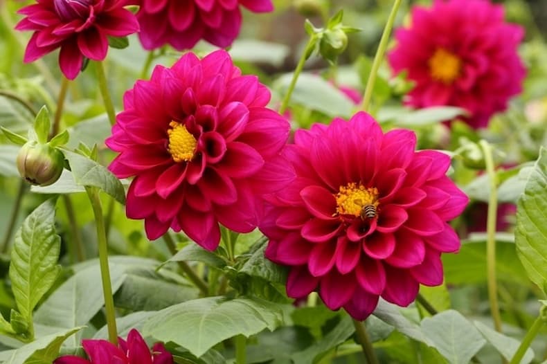 Hoa Thược dược trang trí tết