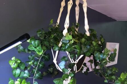 10 loại cây hút ẩm trong nhà