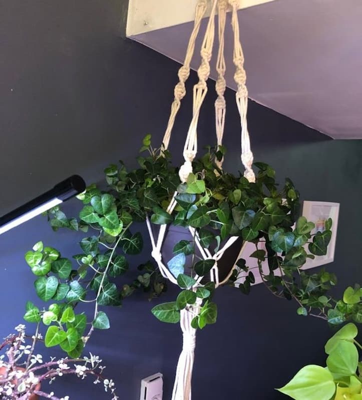 10 loại cây hút ẩm trong nhà