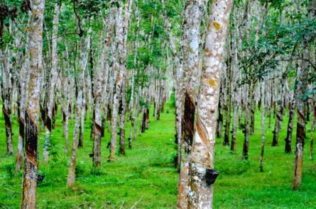 đất trồng cây lâu năm