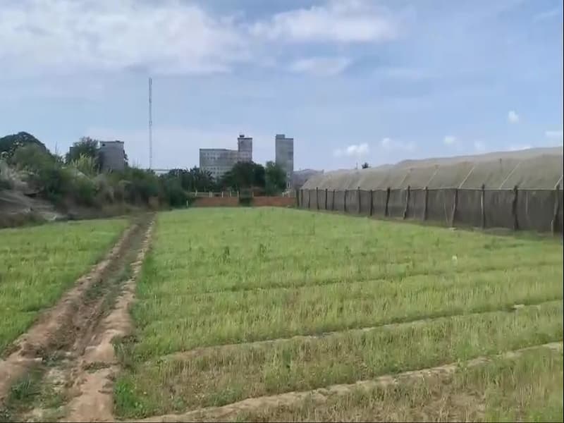 Bán 1 sào đất nông nghiệp phường Đạo Long